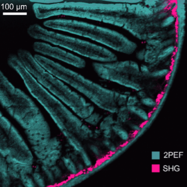 Microscopio Confocal Multimodal RMS1000 - Imagen 10