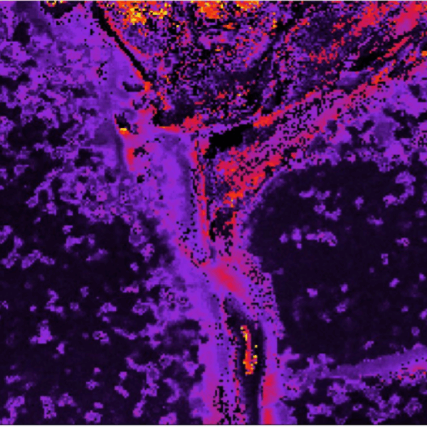 Microscopio Confocal Multimodal RMS1000 - Imagen 8